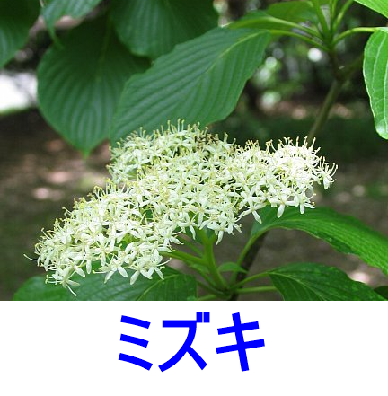 mizuki